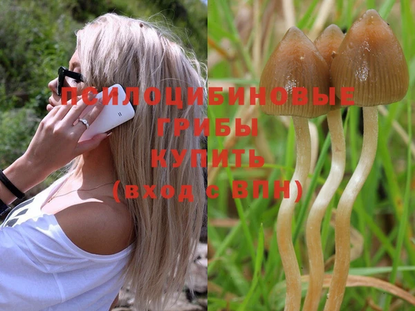 стаф Богданович